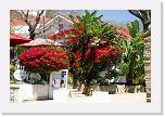 Santa Barbara (6) * Bougainville wächst in ganz Kalifornien in verschiedenen Farben wie Unkraut. * 2896 x 1936 * (2.16MB)
